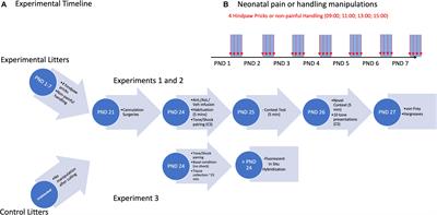 Amygdalar Corticotropin-Releasing Factor Signaling Is Required for Later-Life Behavioral Dysfunction Following Neonatal Pain